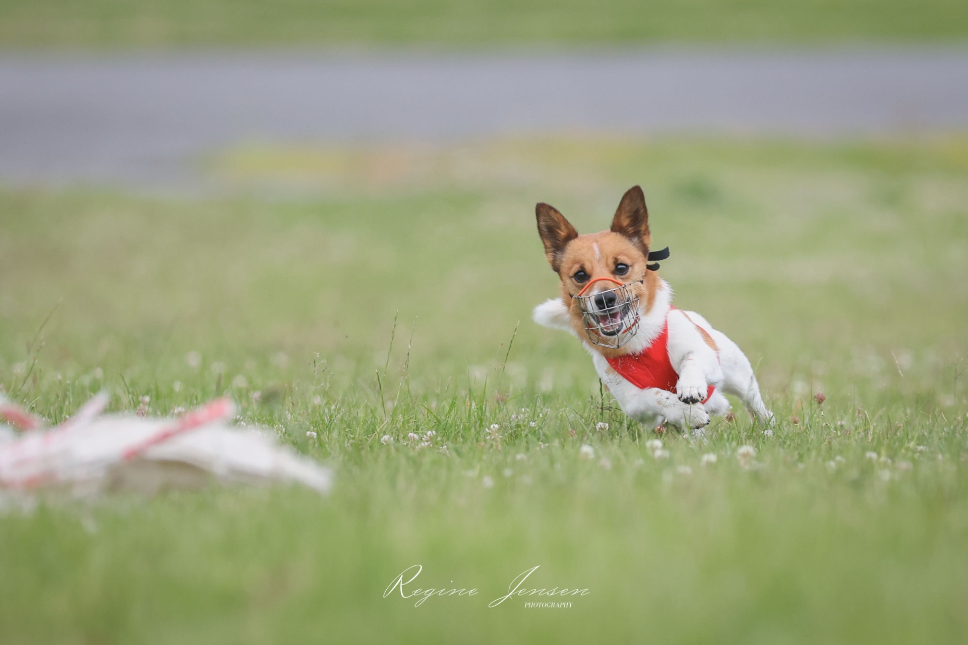 Mioamor's Fast Forward Frost ♂️