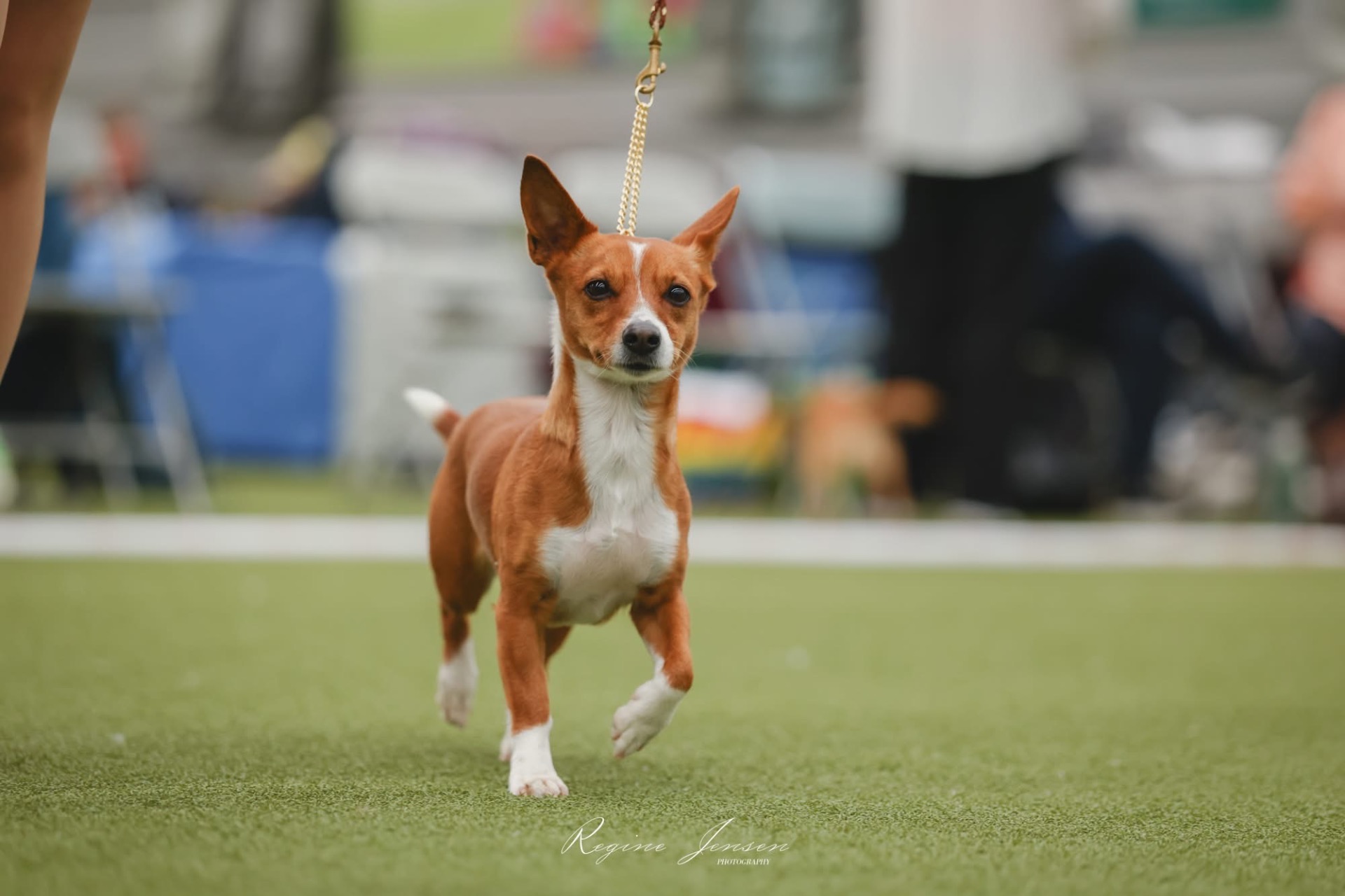 Stoneweiler's PP Fantasia♀️